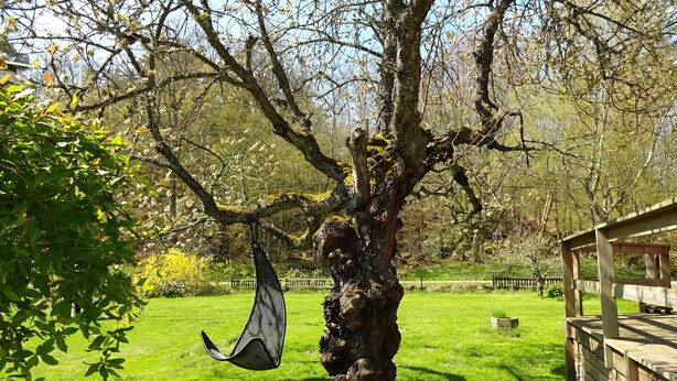A tree with a hanging chair and a wooden structure in a grassy area. - Lovely cottage with large terrace by the sea and nature. (Bräkne-Hoby)
