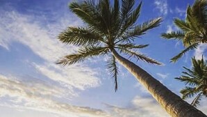 Une scène de plage avec des palmiers et une personne debout sur le sable.