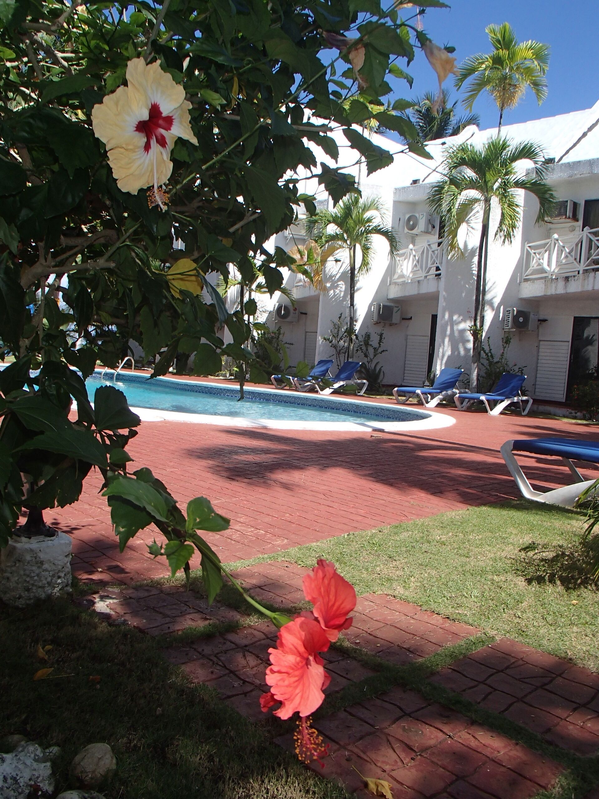 A pool area with lounge chairs, palm trees, and a hibiscus flower in the foreground.
