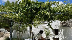 A spa area with a massage table, a small seating area, and a pergola with vines. - Trullo Valle d'Itria (Martina Franca)