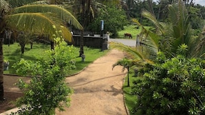 A pathway leading through a lush garden with palm trees and a cow grazing in the background. - C J Beach Resort (Uswetakeiyawa)
