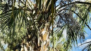Una palmera amb un fruit groc, envoltada d'altres palmeres i vegetació en un jardí.