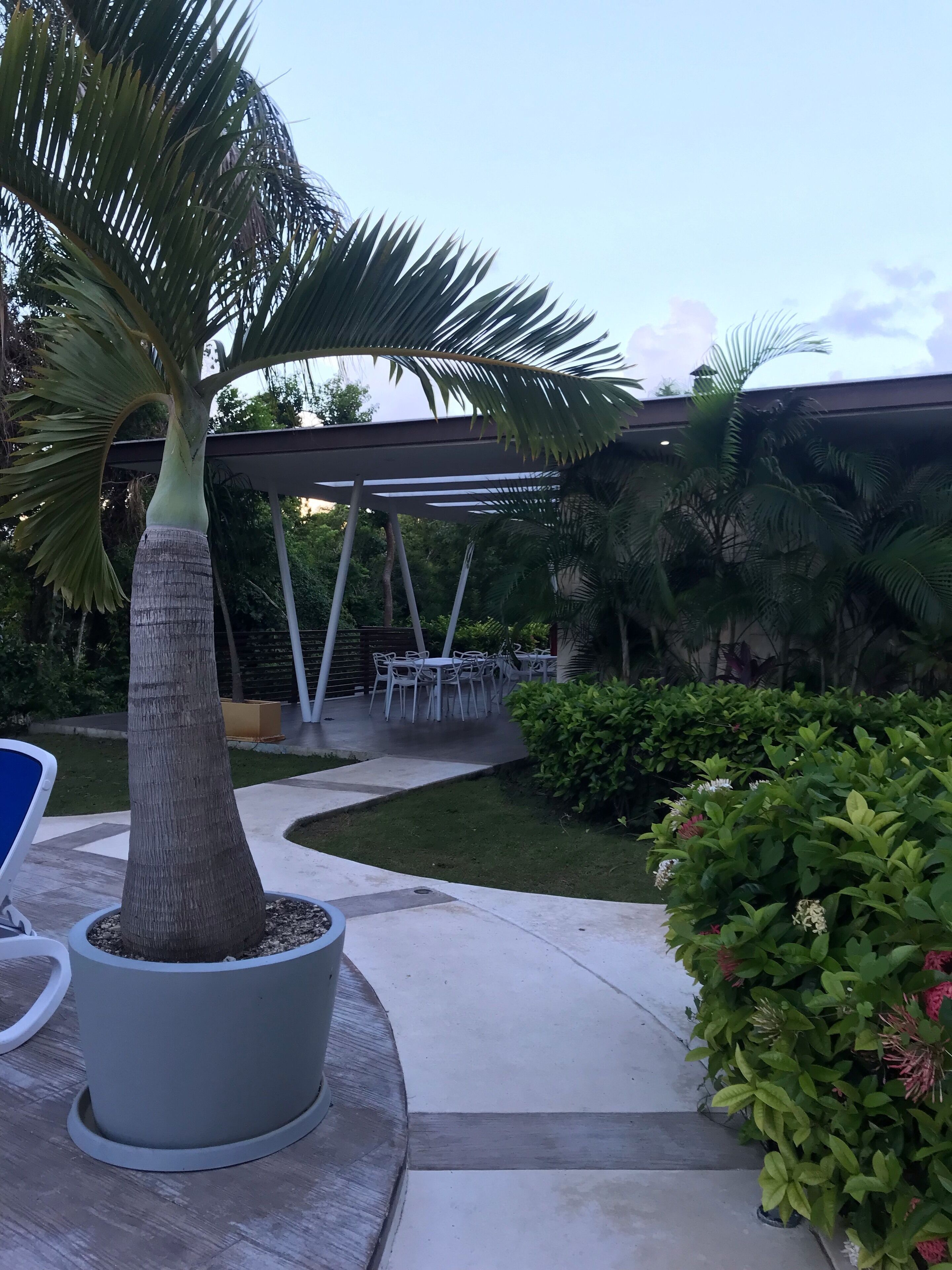 A patio area with a palm tree, outdoor seating, and lush greenery.
