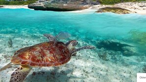Een zeeschildpad zwemt in helder turquoise water, met een strand en palmbomen op de achtergrond.