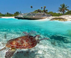 A sea turtle swimming in clear turquoise water with a beach and palm trees in the background. - Experience paradise at Bahia Principe Residences & Golf Club! 🌴☀️ ( C 12 )  (Tulum)