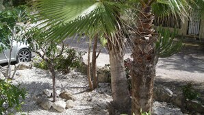Un palmier entouré de rochers et de petites plantes, dans un jardin.