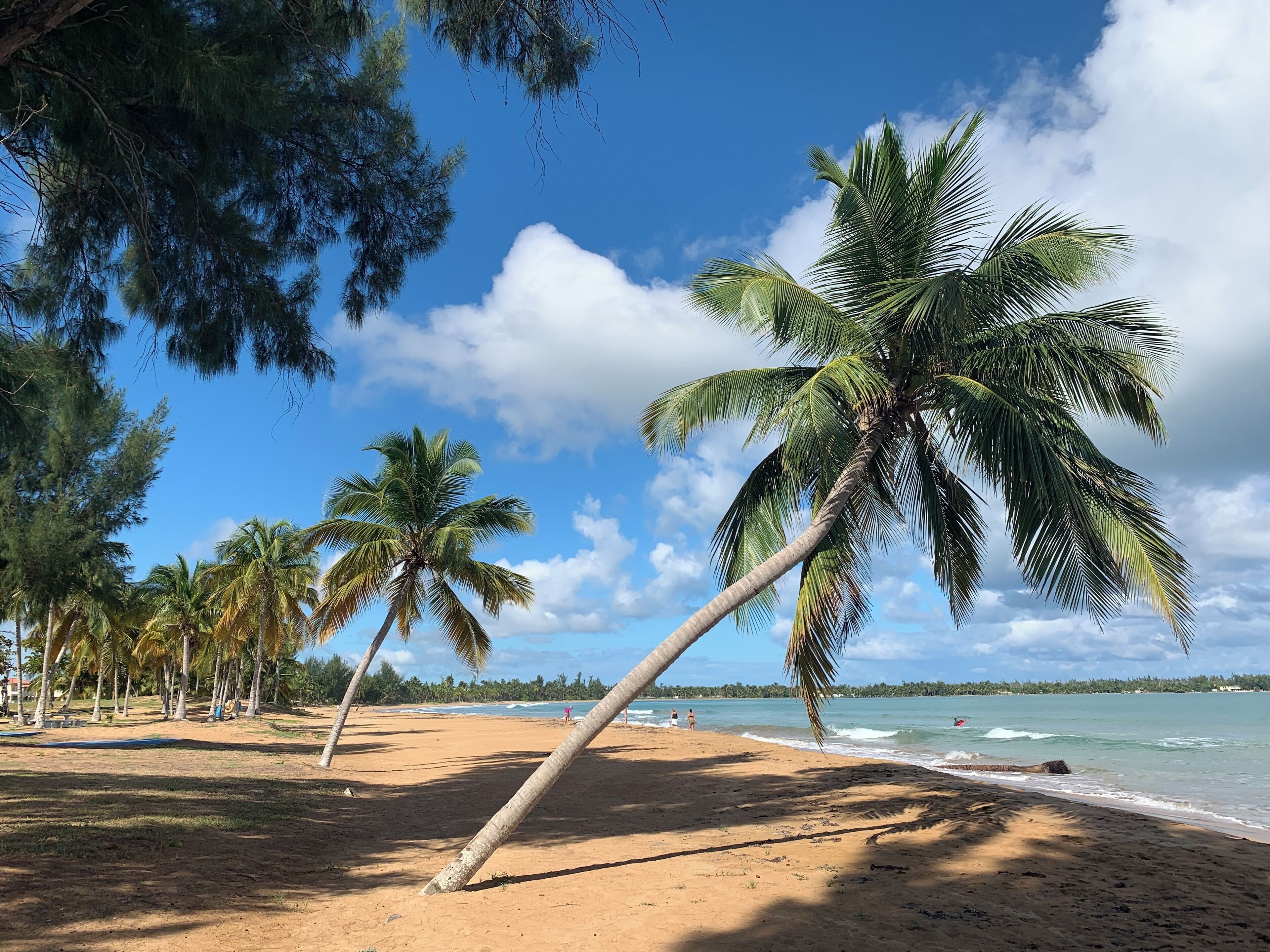 Una platja amb palmeres i un cel serè.