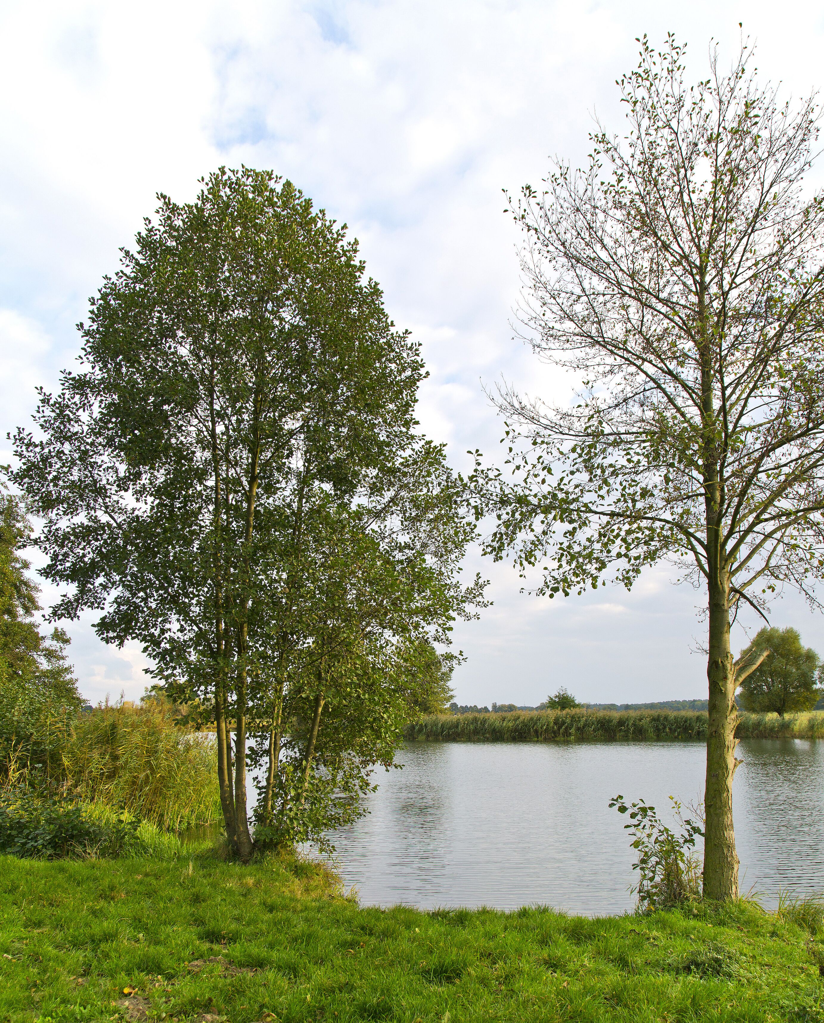 A serene lakeside scene with two prominent trees and a calm water body.