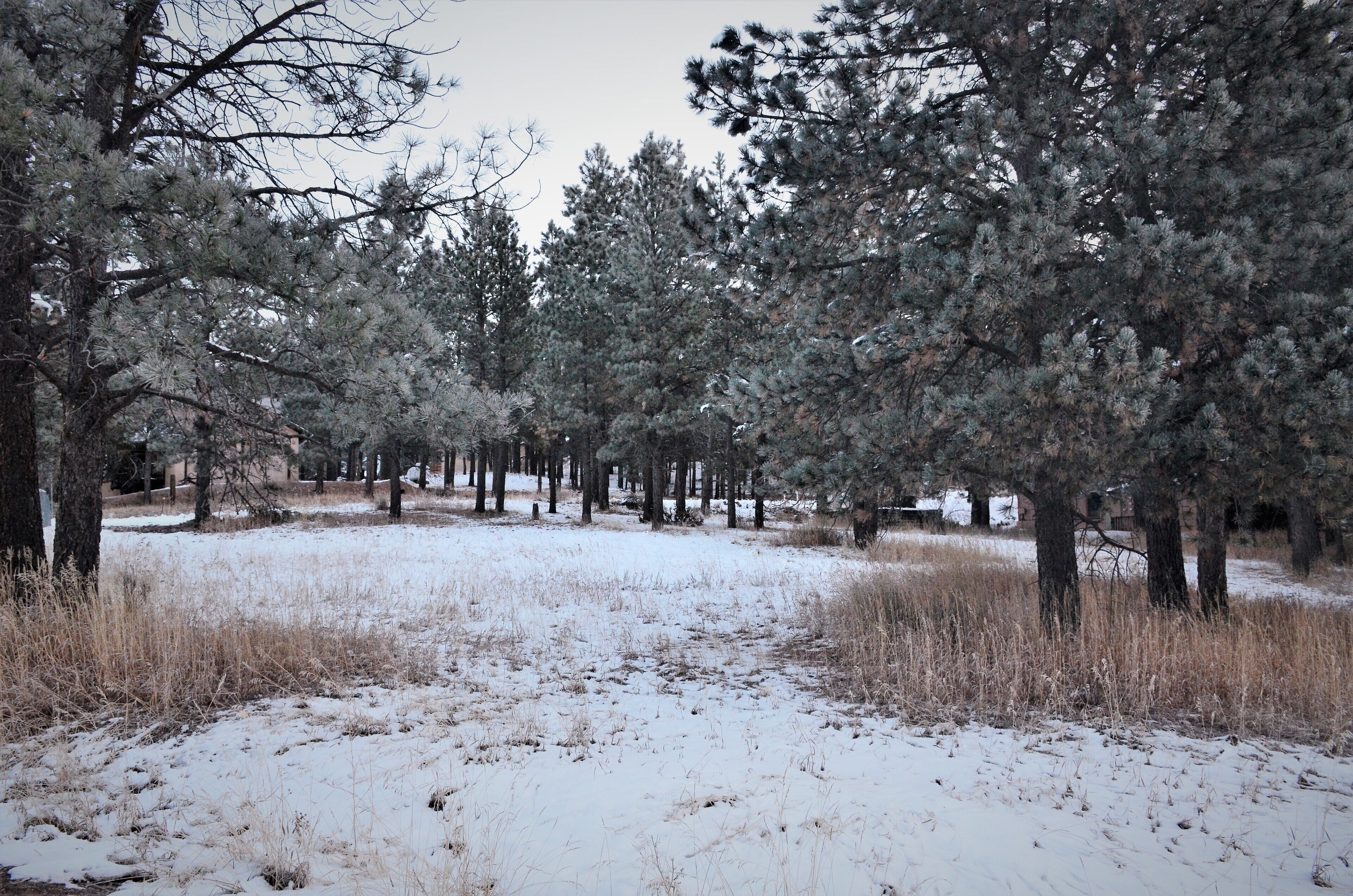 Un sendero nevado en un bosque de altos pinos.