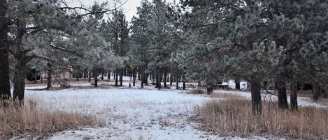 Un sendero nevado en un bosque de altos pinos.