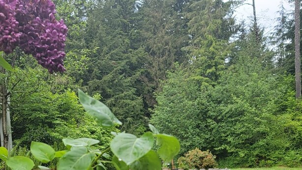 Un jardín con un sendero y flores púrpuras.