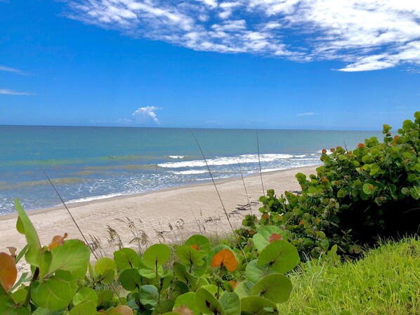 A beach with waves, a clear sky, and green foliage in the foreground.