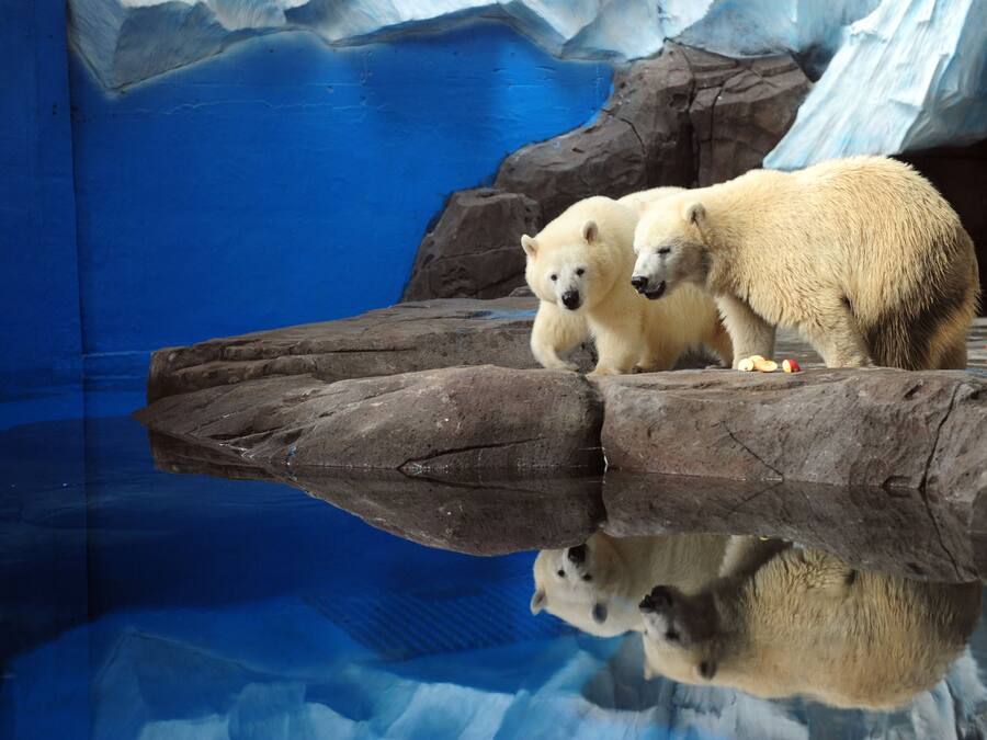 Un oso polar sobre una roca junto a una piscina, con formaciones de hielo al fondo.