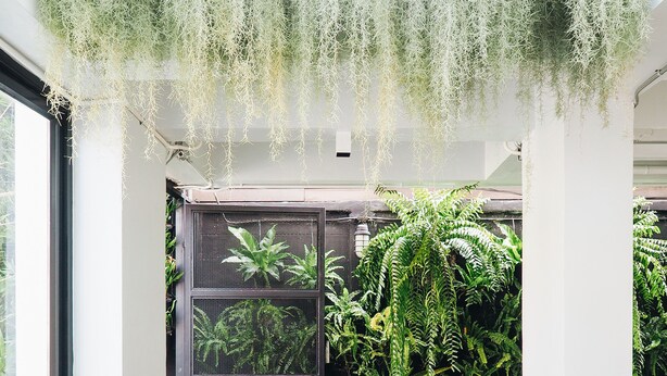A modern interior with hanging plants, a black counter, and two stools. - Loyy Hotel - Hostel (Chiang Mai)