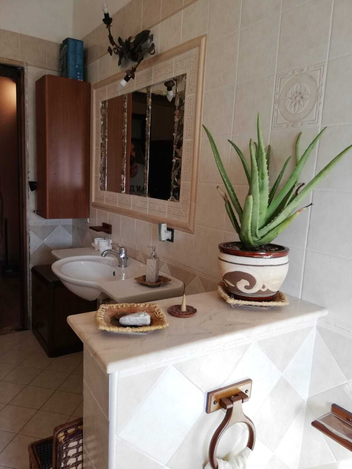 Un baño con lavamanos, espejo, planta de aloe vera y objetos decorativos en la encimera.