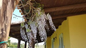 A wooden pergola with white flowers hanging from it, a yellow wall, and a window with a white frame. - Affittacamere Luti (Oristano)