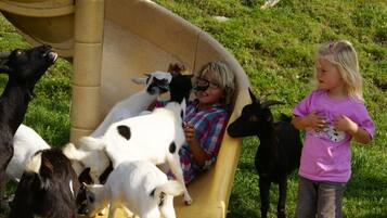 Una persona sentada en un tobogán con cabras a su alrededor.