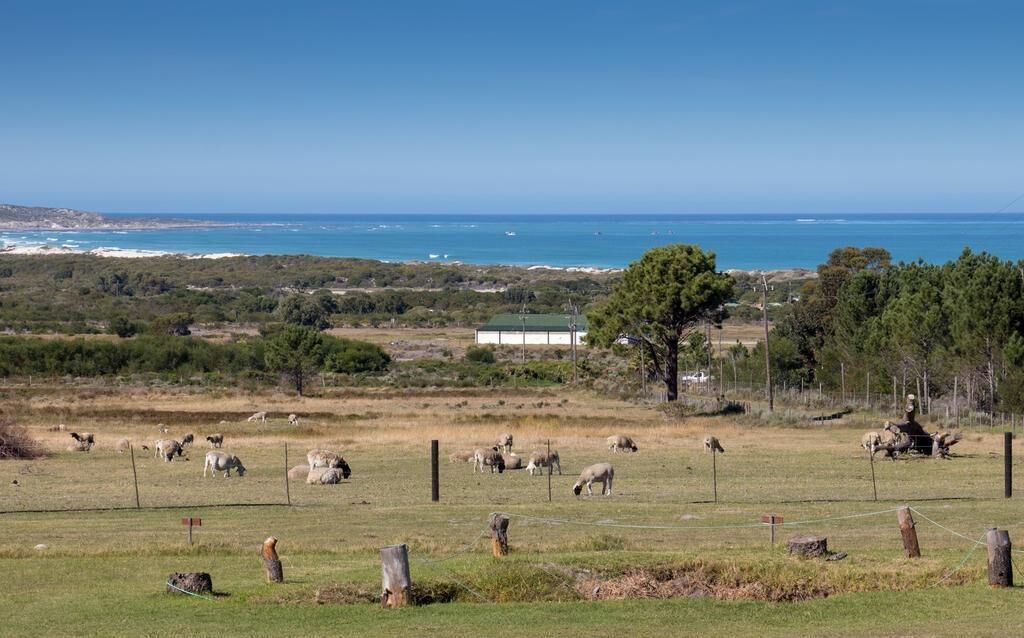 A rural landscape with grazing sheep, a fenced field, and a building in the distance.