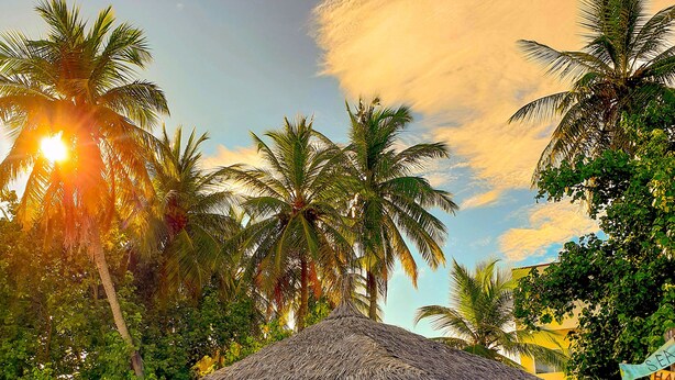 Uma cabana com telhado de palha e área de bar, rodeada por palmeiras e uma praia de areia.