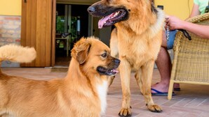 Two dogs in a room with a tiled floor and a wooden door. - Masorini 1, beautiful apartment near the pool.  Take a break from everyday life! (Palazzolo dello Stella)