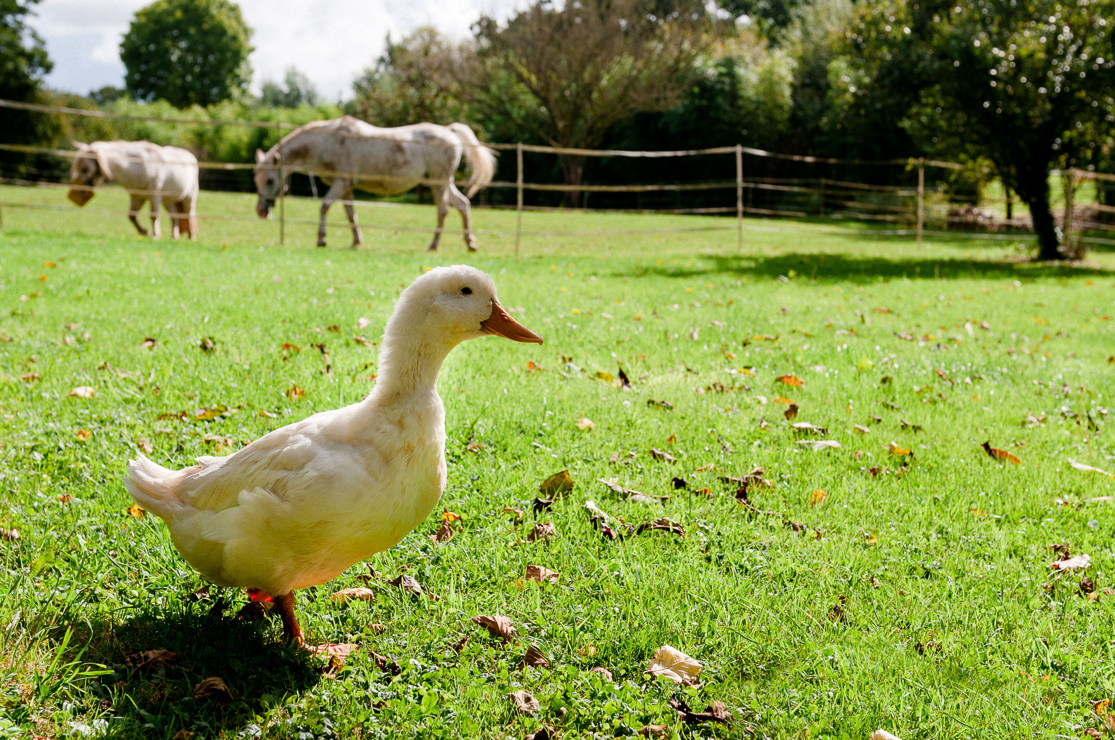 Un canard marchant sur l’herbe, avec des arbres et une clôture en arrière-plan.