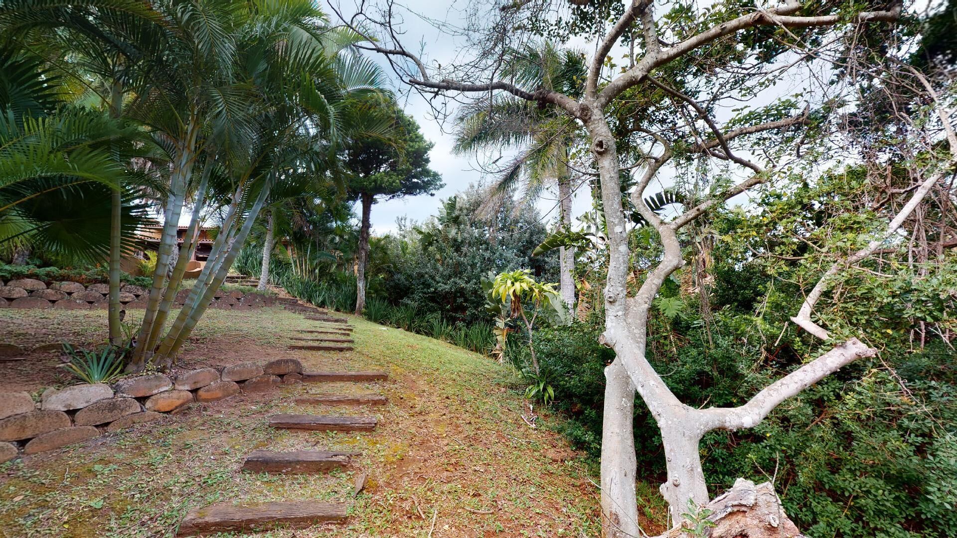 Ein Gartenpfad mit Steinstufen, der durch üppiges Grün und Bäume führt.