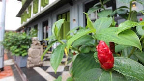 Um edifício com persianas verdes e uma flor vermelha em primeiro plano.