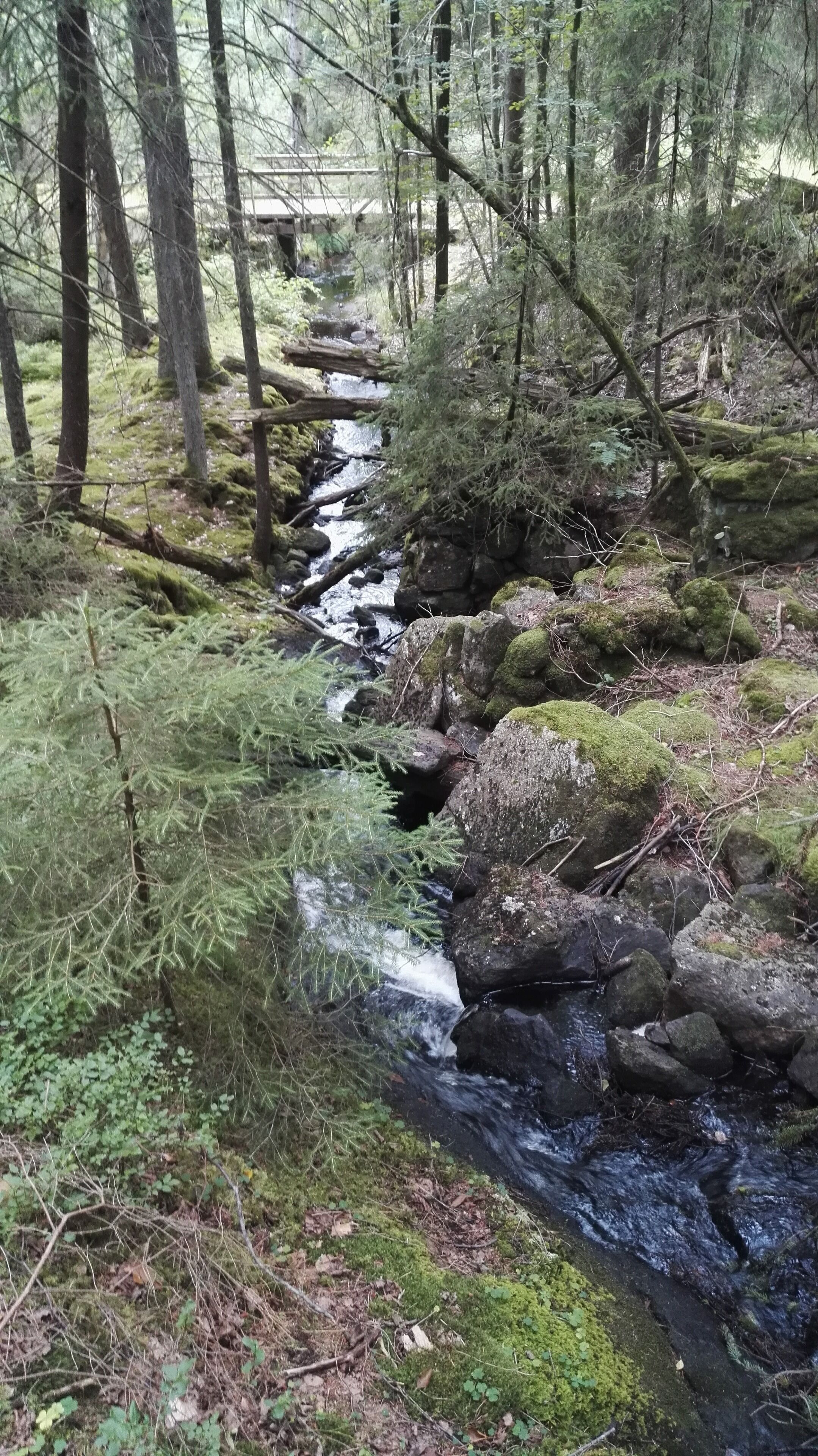 A forest stream with rocks and moss.