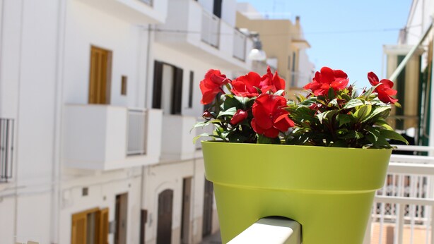 Un balcón con una jardinera verde que contiene flores rojas, edificios blancos y otros balcones al fondo.