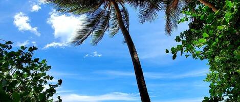 On the beach, sun-loungers
