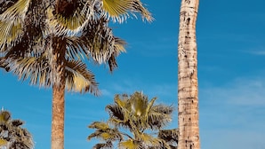 A beach scene with palm trees and a bench.