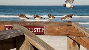 A wooden boardwalk with a sign reading 'YOUR STEP' and birds on it. - 310 - Incredible ocean and pool views 1 bedroom (New Smyrna Beach)