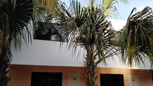 Un edificio de fachada blanca, dos puertas y una palmera en el centro.