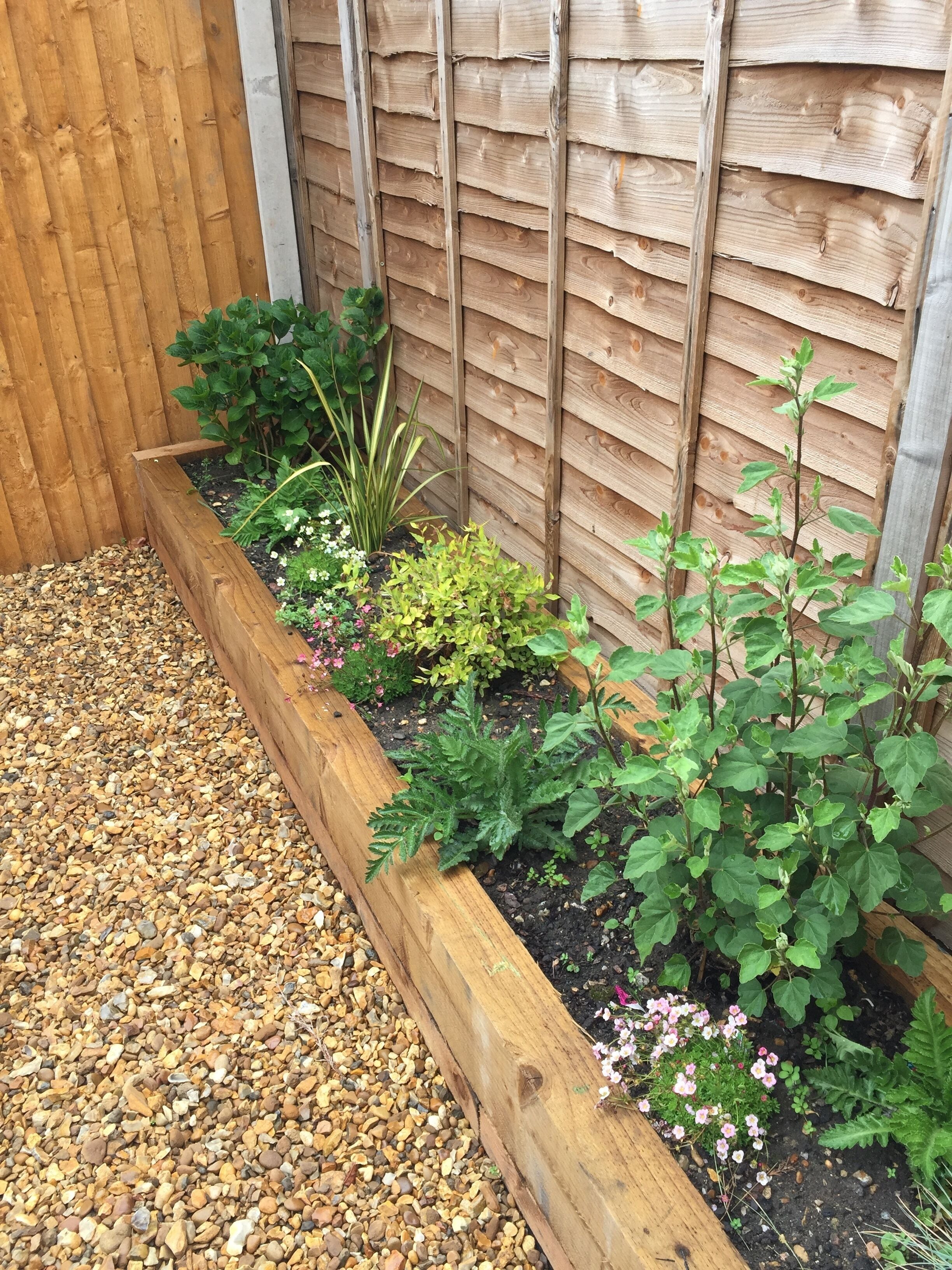A garden bed with various plants and a wooden border.