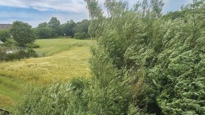 En gräsklädd åker med tät buskvegetation och träd i bakgrunden.
