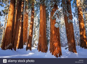 A forest of tall, snow-covered trees with a clear sky. -  "The Clouds River Villa " - Water front  paradise  7 miles from Sequoias Gate (Three Rivers)