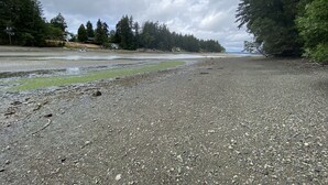Una playa de grava con vista al océano y un bosque denso.