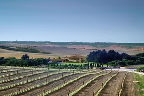 A vineyard with rows of grapevines and a building in the background.
