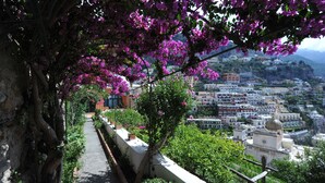 Un paisaje urbano con vista a edificios y un árbol con flores moradas.