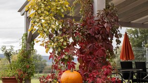 A covered patio area with large planters containing autumn foliage and pumpkins.