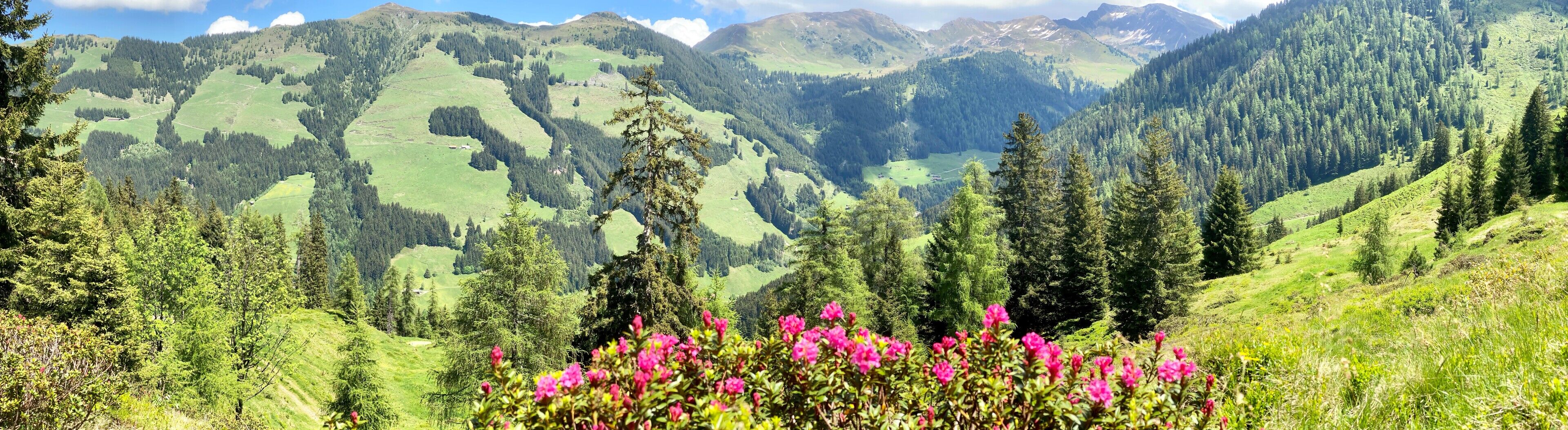 Een bergachtig landschap met groene valleien, dichte bossen en roze bloemen op de voorgrond.