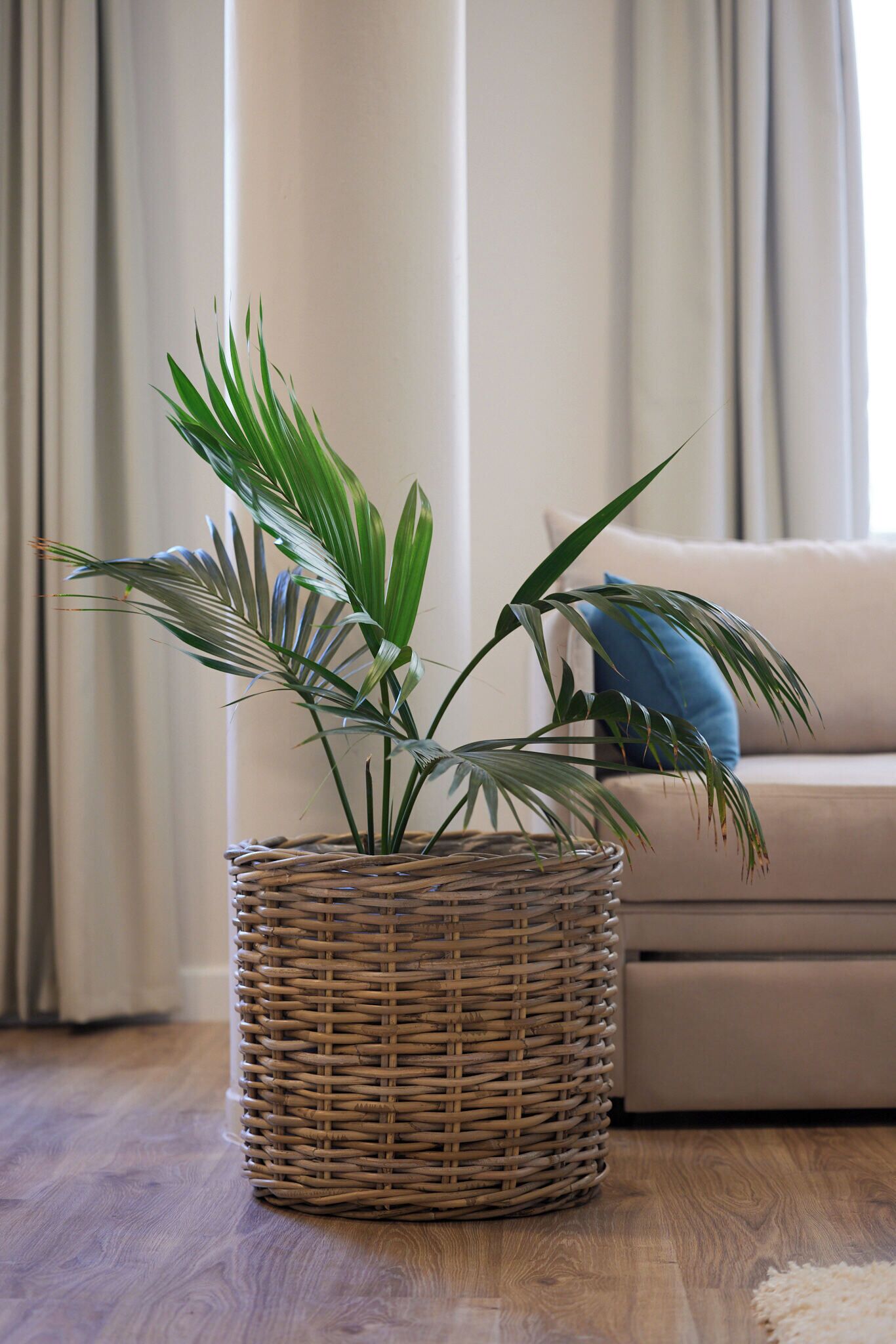 Een rieten mand met een potplant op een houten vloer, een beige bank met een blauw kussen op de achtergrond en een raam met gordijnen.