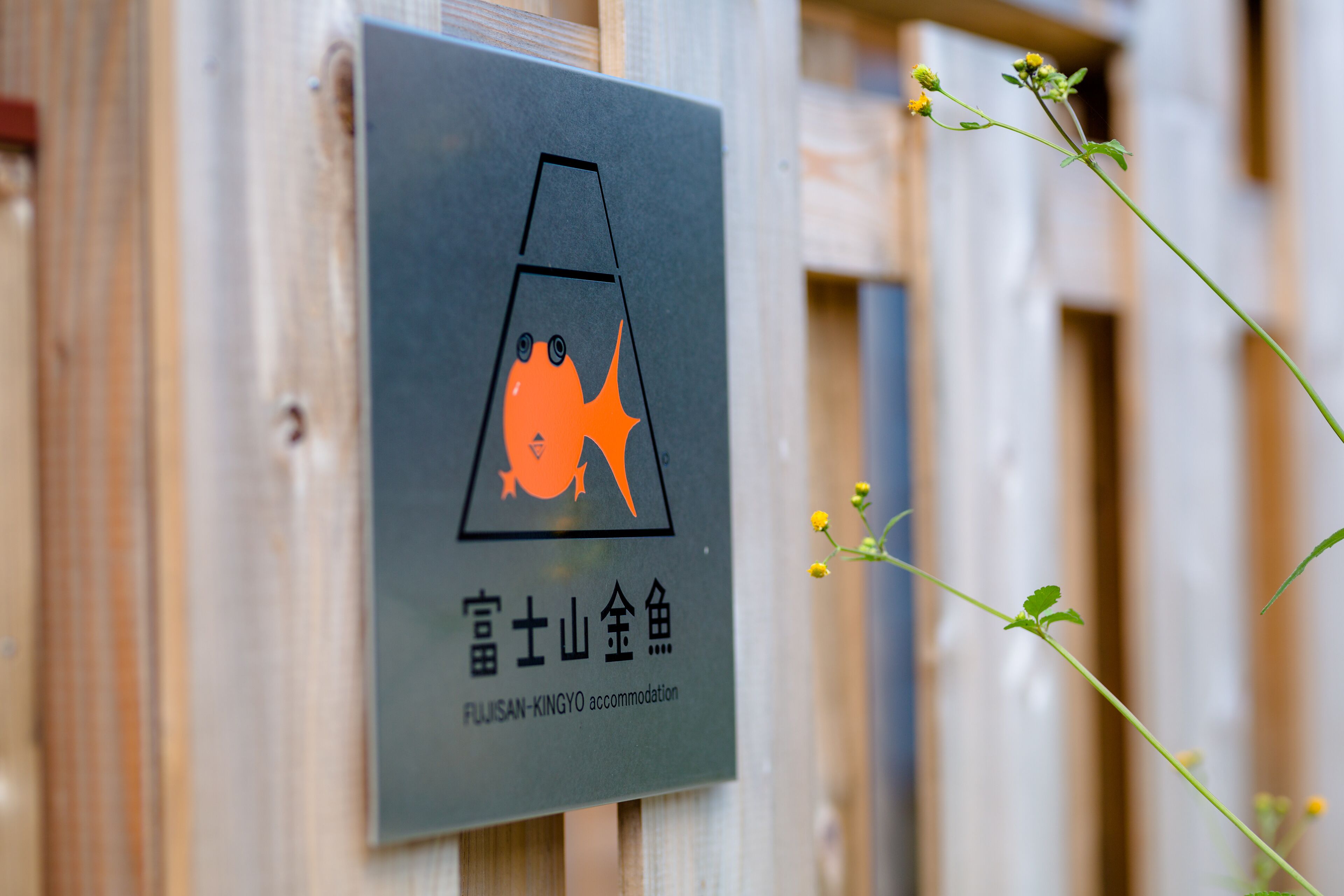 Foto - 富士山金魚 Fujisan Kingyo