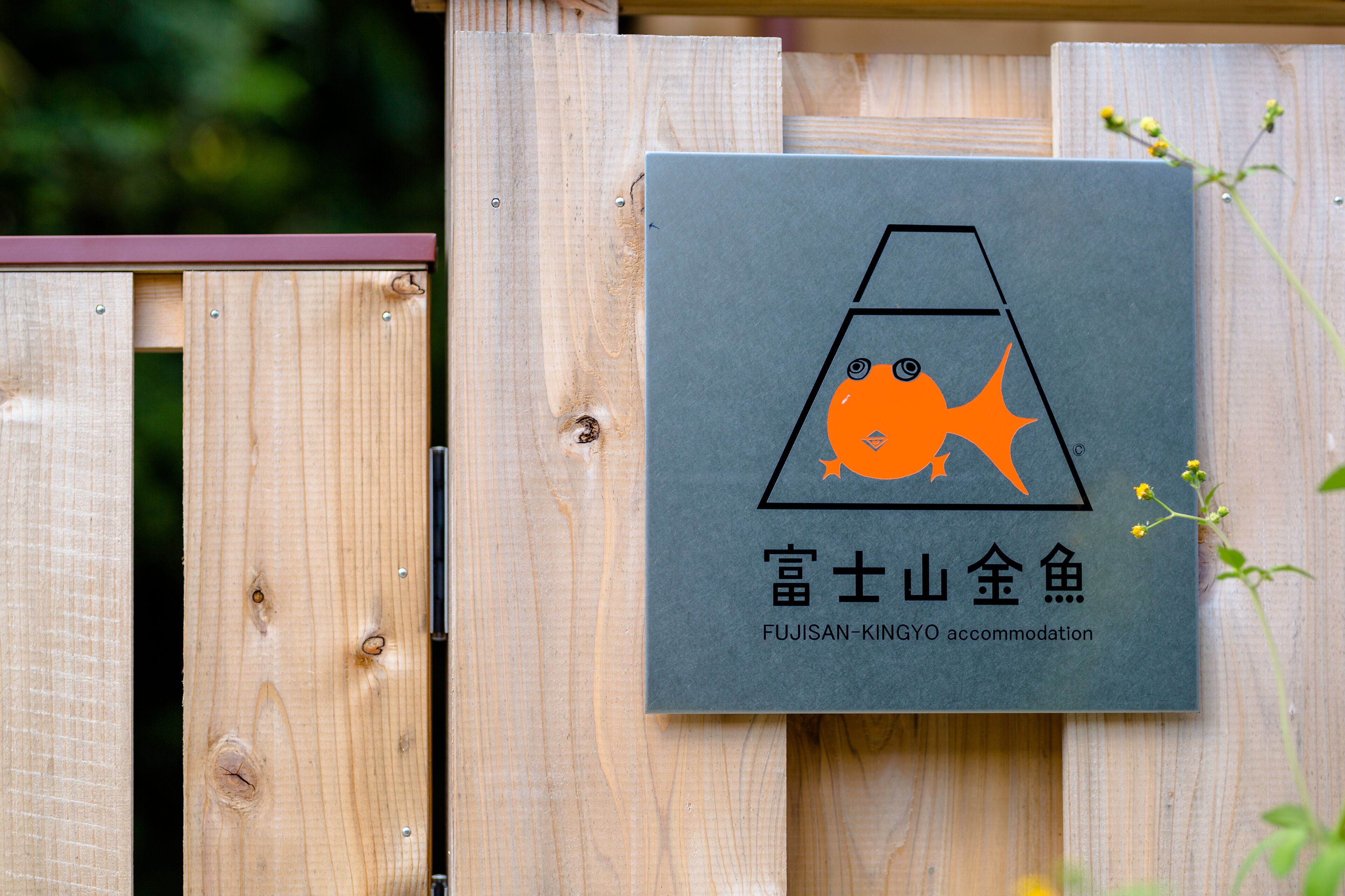 Foto - 富士山金魚 Fujisan Kingyo