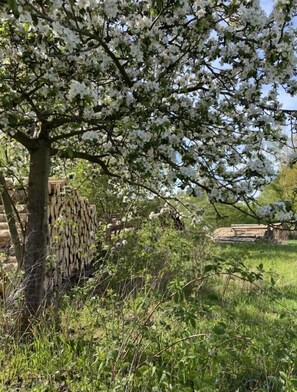 A tree with white blossoms in a grassy area.