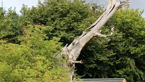 Et træhus med en buet træindgang og en metalstol indeni, omgivet af frodig vegetation.