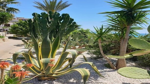 Ein Garten mit verschiedenen Kakteen und Sukkulenten, einem Kiesweg und einer Palme.