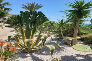 Um jardim com vários cactos e suculentas, um caminho de cascalho e uma palmeira.