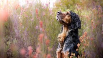 Animaux de compagnie acceptés