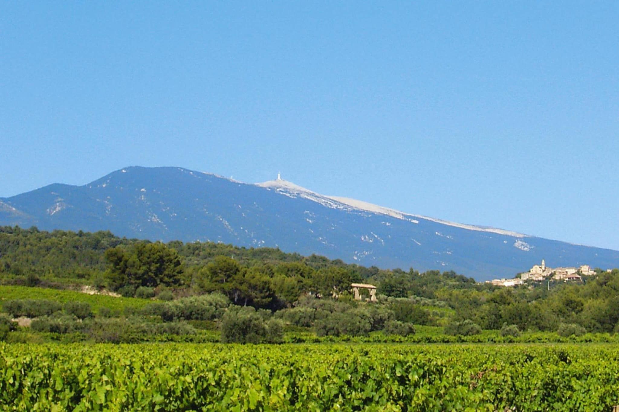 A vineyard with a mountain in the background.